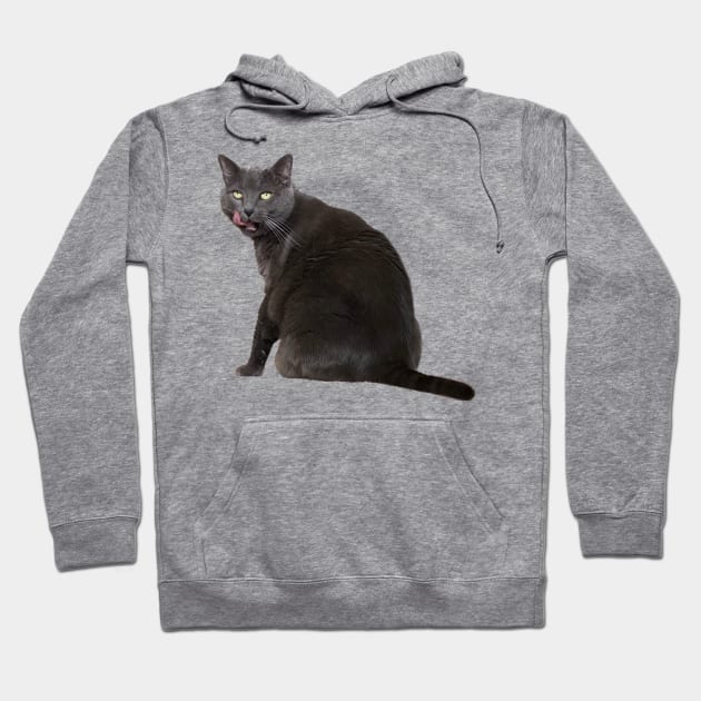 Russian Blue Cat Hoodie by Kelly Louise Art